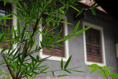 擋煞氣 植物|專家推薦：最強擋煞植物